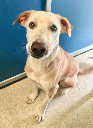 Howie — Aggieland Humane Society